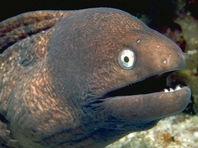 658612186e9a00b3d37b5988f949a4b2-bad-joke-eel