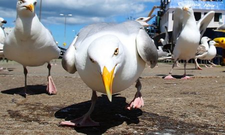 angry-seagulls