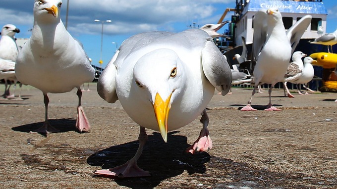 angry-seagulls