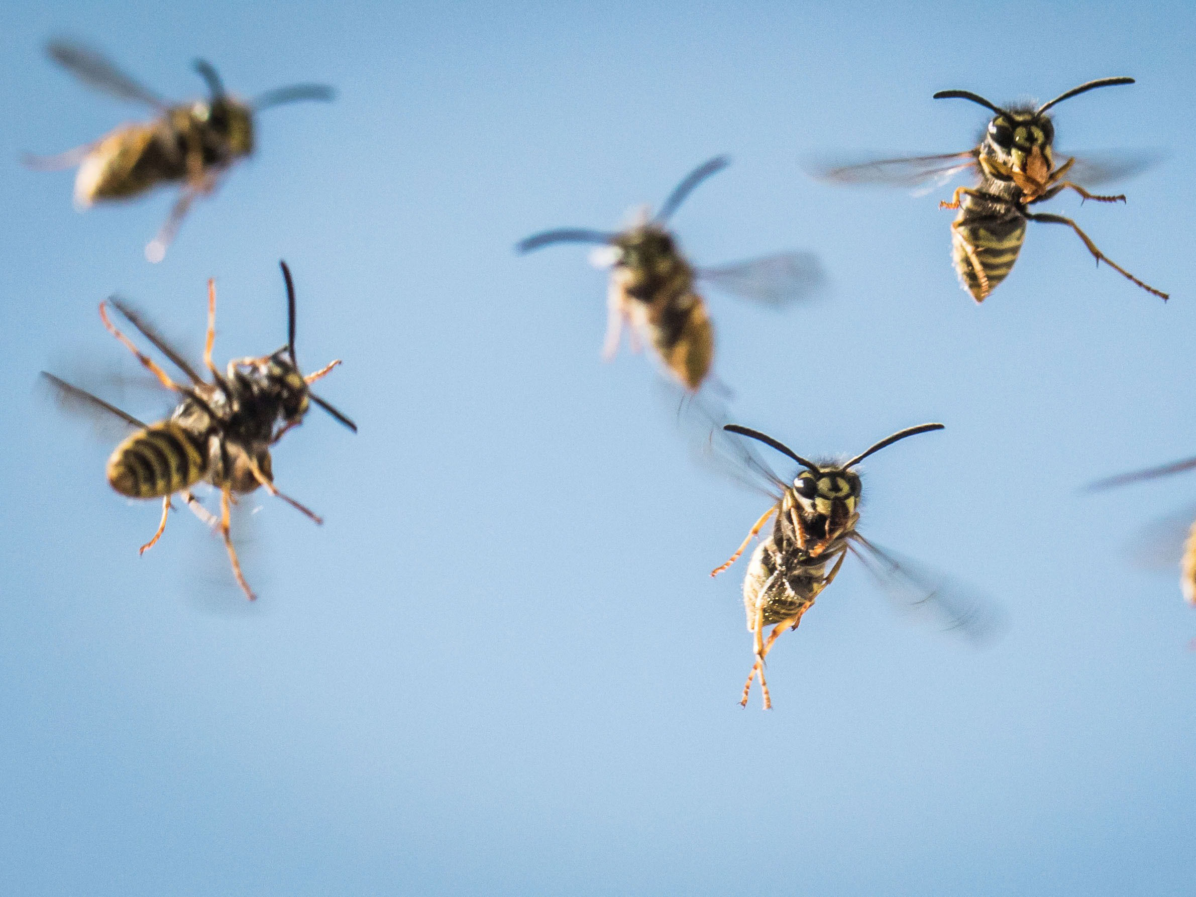 Angry wasps