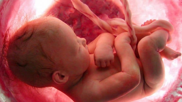 3D Ultrasound Images Show That Male Babies Masturbate In The Womb