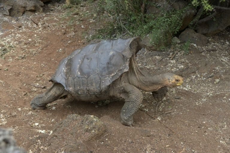 This Tortoise Has Saved His Species From Extinction By Shagging Every Tortoise In Sight