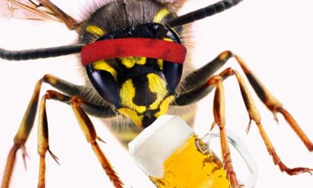 Drunk wasp