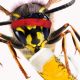 Drunk wasp