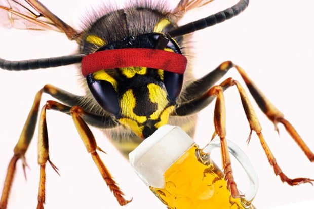 Drunk wasp