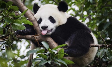 Giant Panda