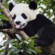 Giant Panda