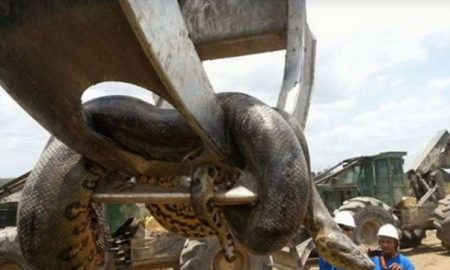 giant-snake