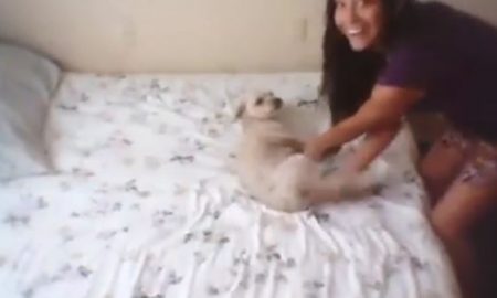 Girl Slamming Dog Against Wall