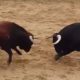 head-to-head-bull-collision