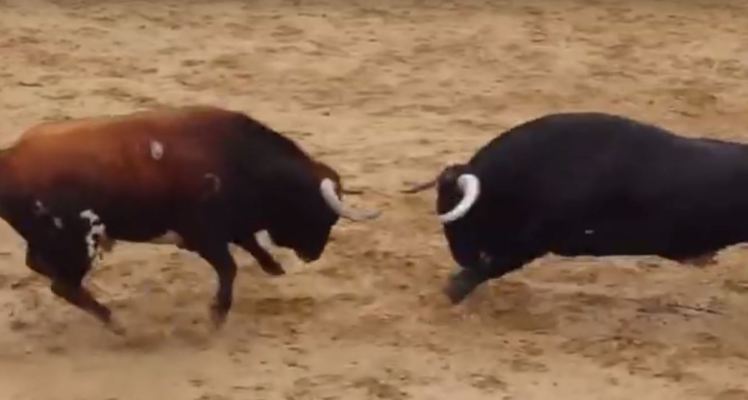 head-to-head-bull-collision