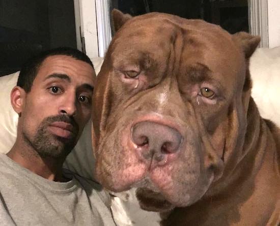 Wait Until You See The Size Of This Pitbull’s Kids Sick
