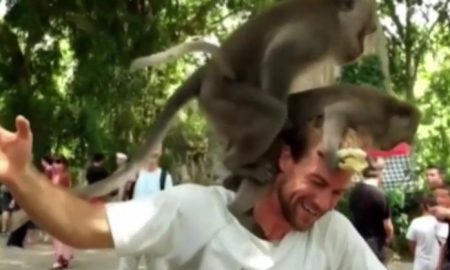 Monkeys have sex on man's shoulder
