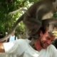 Monkeys have sex on man's shoulder