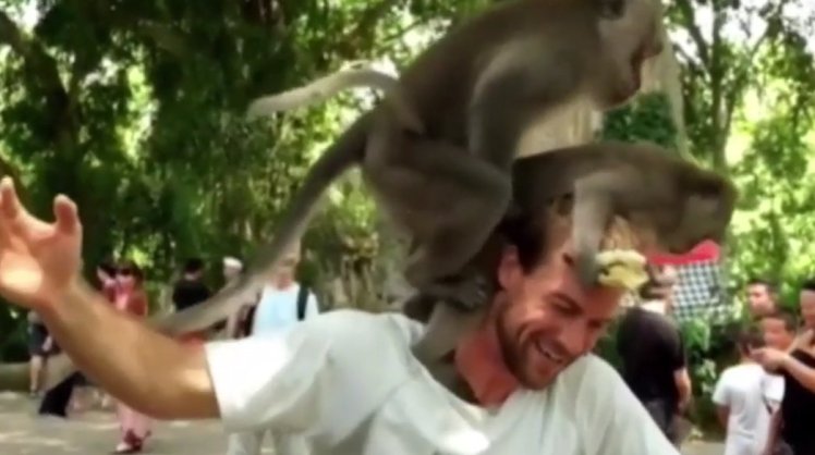 Monkeys have sex on man's shoulder