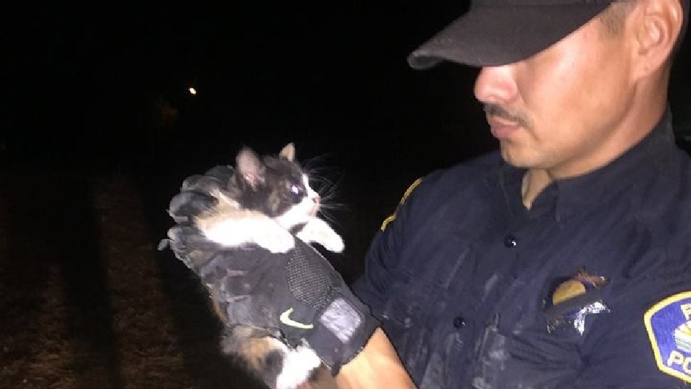 police-cat-save