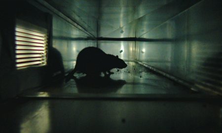 rats