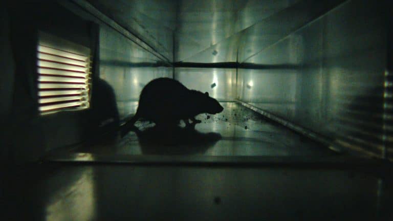 rats
