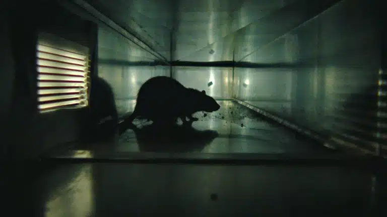 rats
