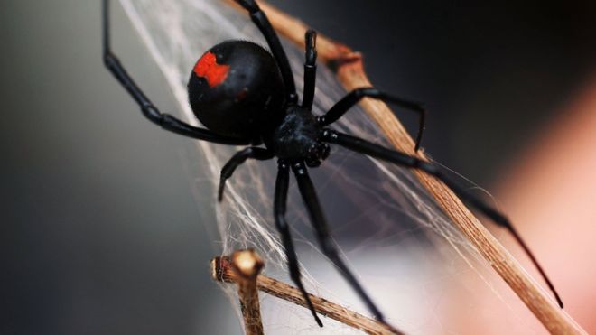 redback-spider