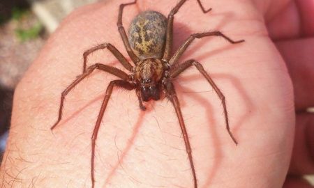 Scary spider