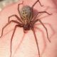 Scary spider