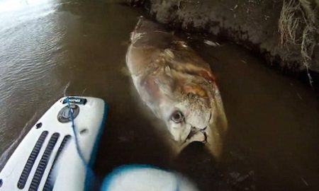 seven-foot-tuna