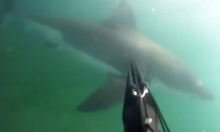 spear-fisherman-attacked-great-white-shark