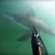 spear-fisherman-attacked-great-white-shark