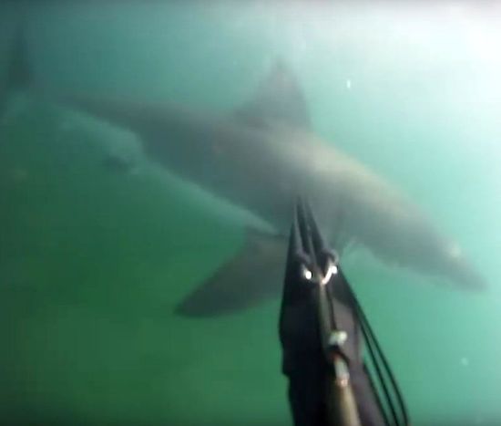 spear-fisherman-attacked-great-white-shark