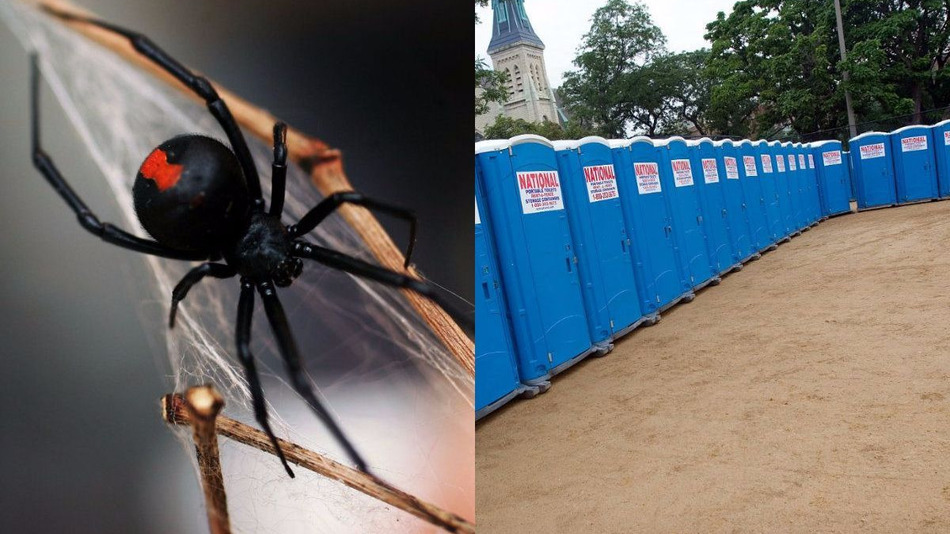 spider-bite-porter-potty