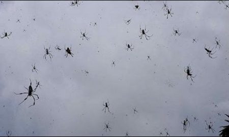 spiders-raining