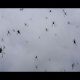 spiders-raining