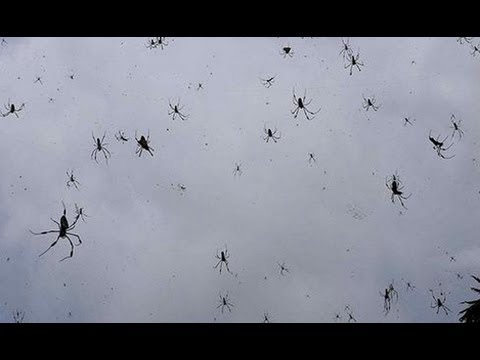 spiders-raining