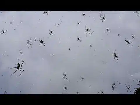 spiders-raining