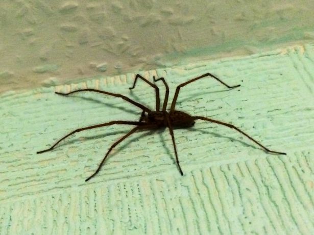 house spider