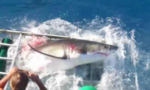 bloody-shark