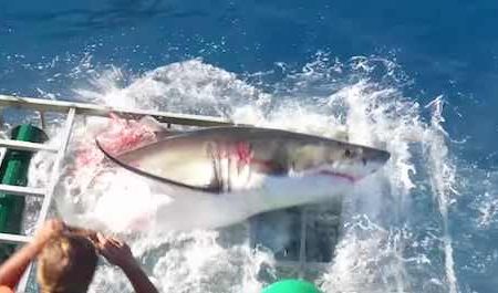 bloody-shark