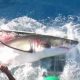 bloody-shark