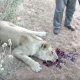 canned-hunt