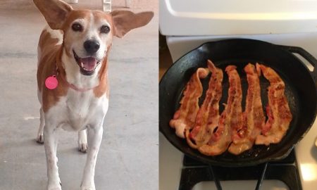 daisy-dog