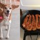 daisy-dog