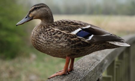 ducking