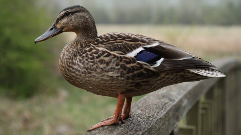 ducking