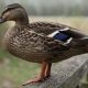 ducking