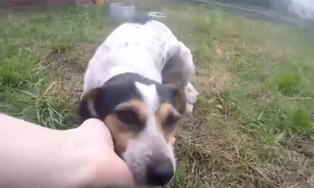 free-dog