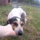 free-dog