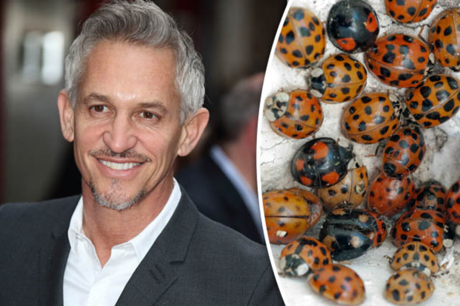 gary-lineker-ladybirds