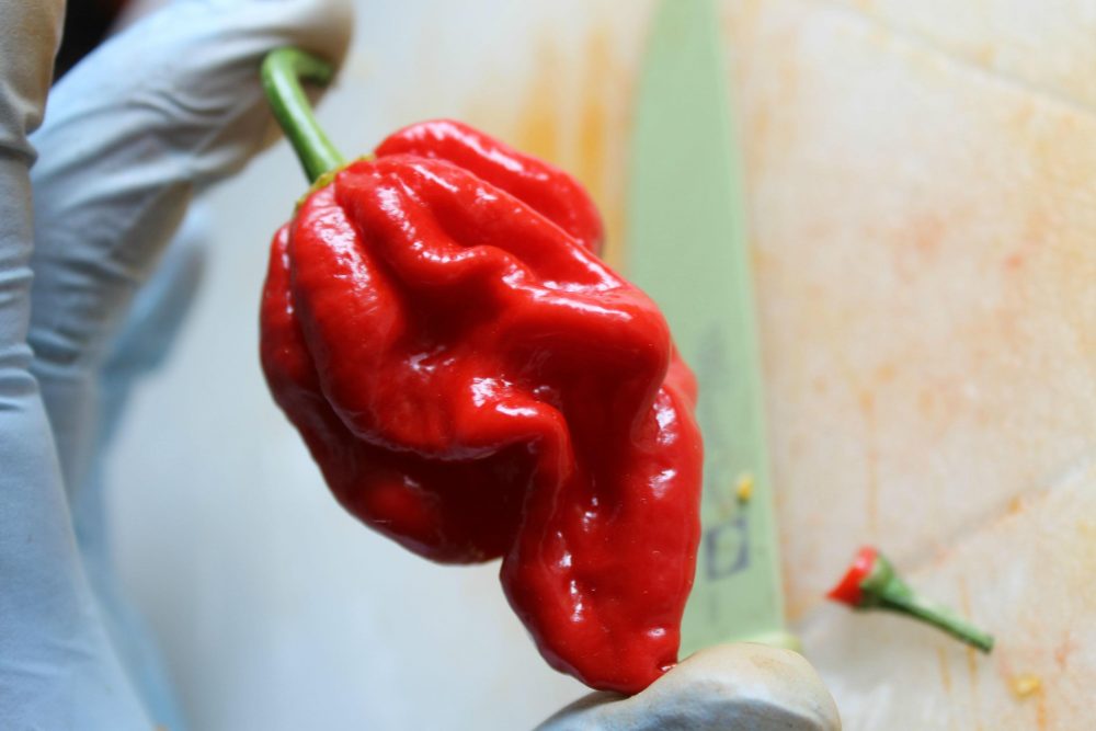 ghost-pepper