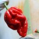 ghost-pepper